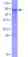 Human C2orf57 Protein (Recombinant GST)