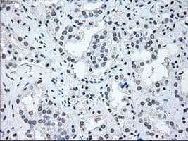 IRF3 Antibody (clone OTI5D2)