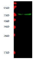 MMP10 Antibody (Preservative Free)