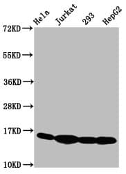 HIST1H3A Antibody