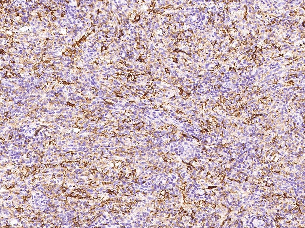 FBP / FOLR2 Antibody (Preservative Free)