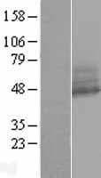 RNF167 Protein (Over-Expression Lysate Myc-DDK (Flag))