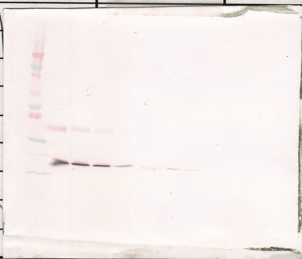 THPO / TPO / Thrombopoietin Antibody