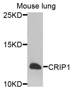 CRIP1 Antibody
