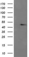 CHGA / Chromogranin A Antibody (clone OTI2D7)
