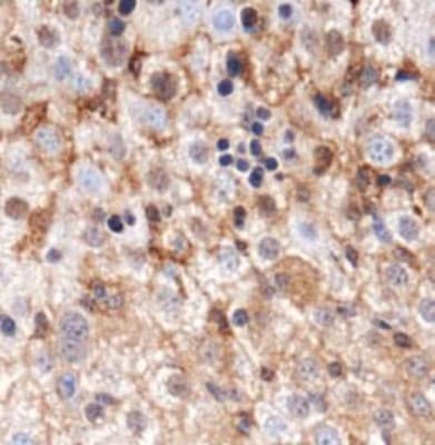 GABARAP Antibody (DY650)