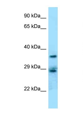 CD68 Antibody (aa162-211)