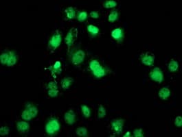 SAMHD1 Antibody (clone 3F5, Carrier-free)