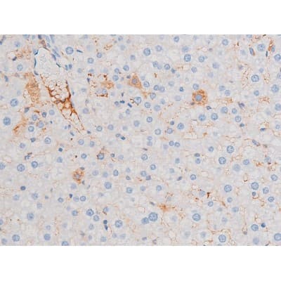 IRS1 Antibody (phospho-Ser639)