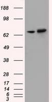 SNX9 / WISP Antibody (clone OTI1E4)