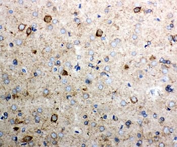 CYCS / Cytochrome c Antibody