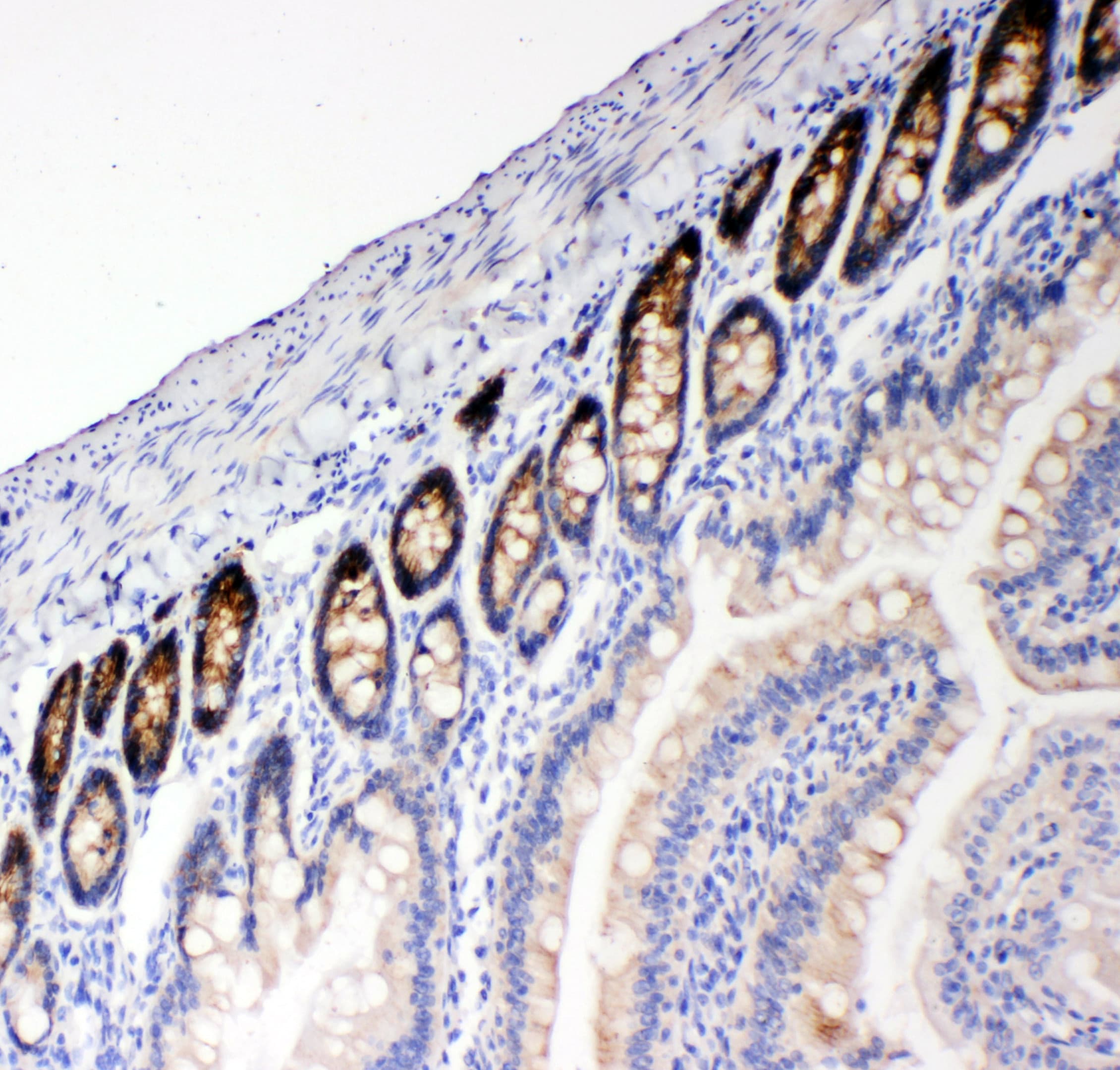 SLC12A2 / NKCC1 Antibody (aa223-241)
