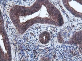 EPN2 Antibody (clone OTI1G3, Carrier-free)