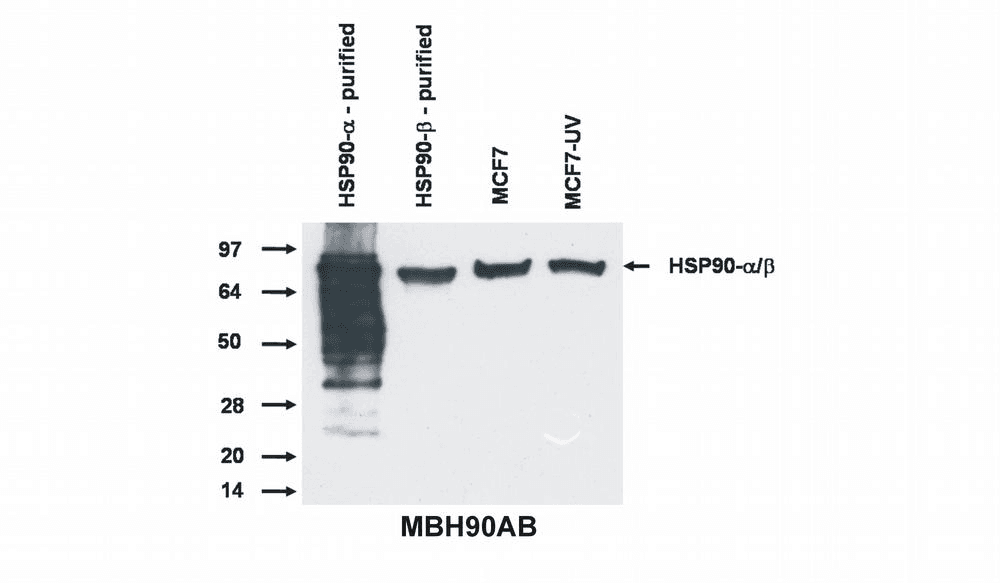 IHC-plus™ Monoclonal Mouse anti-Human HSP90 / Heat Shock Protein 90 Antibody (clone MBH90AB, IHC, WB)