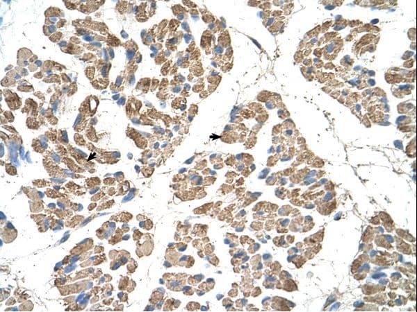 SLC22A7 / OAT2 Antibody (aa51-100)