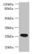 Polyclonal Rabbit anti-Human C16orf48 Antibody (IHC, WB)
