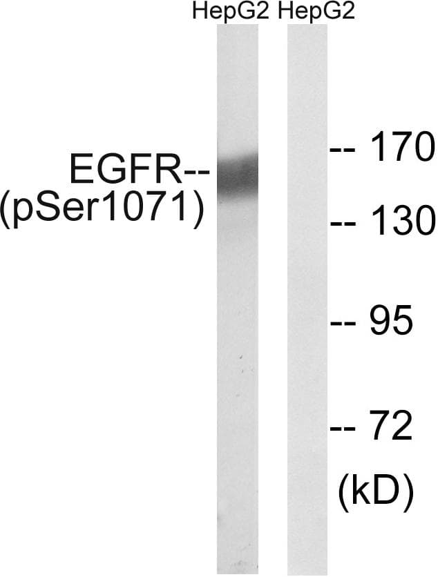 EGFR Antibody (phospho-Ser1071)