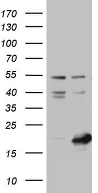 NUDT10 Antibody (clone OTI2B7)