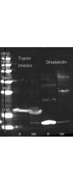 Polyclonal Rabbit anti-Soy Bean Trypsin Inhibitor Antibody (Liquid, Biotin, WB)