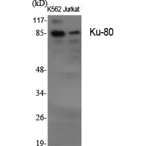 XRCC5 / Ku80 Antibody (660-740 aa, C-terminal)