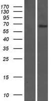 FAM20C Protein (Over-Expression Lysate Myc-DDK (Flag))