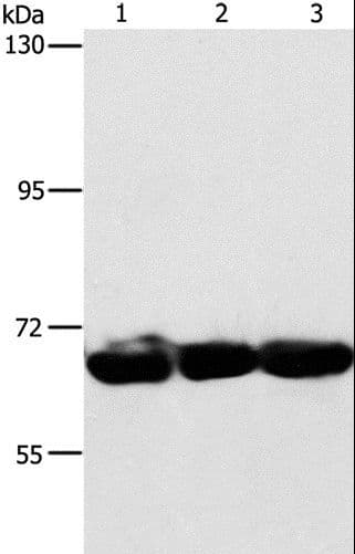 IHC-plus™ CKAP4 Antibody