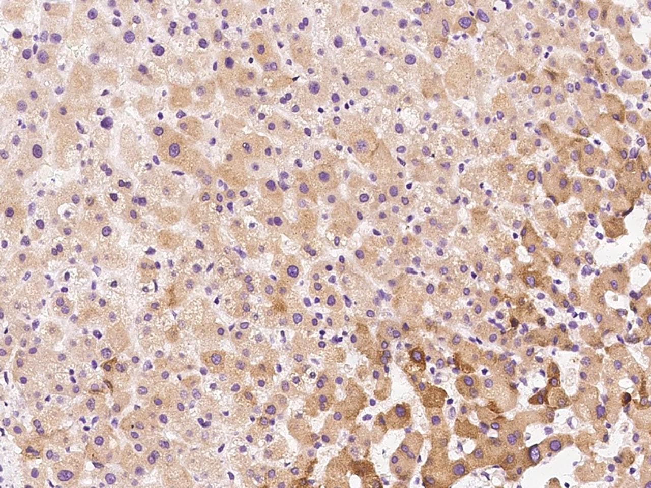 RPL39L Antibody