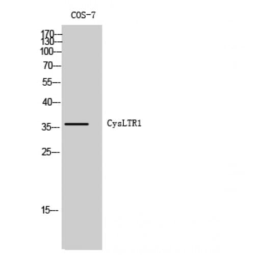 CYSLTR1 / CYSLT1 Antibody (100-180 aa, Internal)