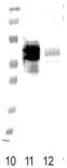 Monoclonal Mouse anti-Human FPR1 / FPR Antibody (clone NFPRb, IF, WB)