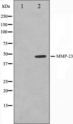 Polyclonal Rabbit anti-Human MMP23 Antibody (IF, WB)