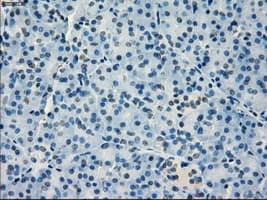 Monoclonal Mouse anti-Human IRF3 Antibody (clone OTI2G3, IHC, IF, WB)