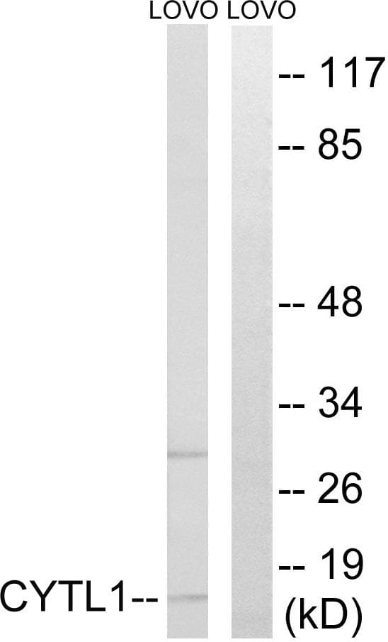 Polyclonal Rabbit anti-Human CYTL1 / C17 Antibody (IHC, WB)
