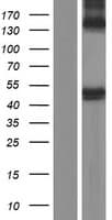 BACE1 / BACE Protein (Over-Expression Lysate Myc-DDK (Flag))