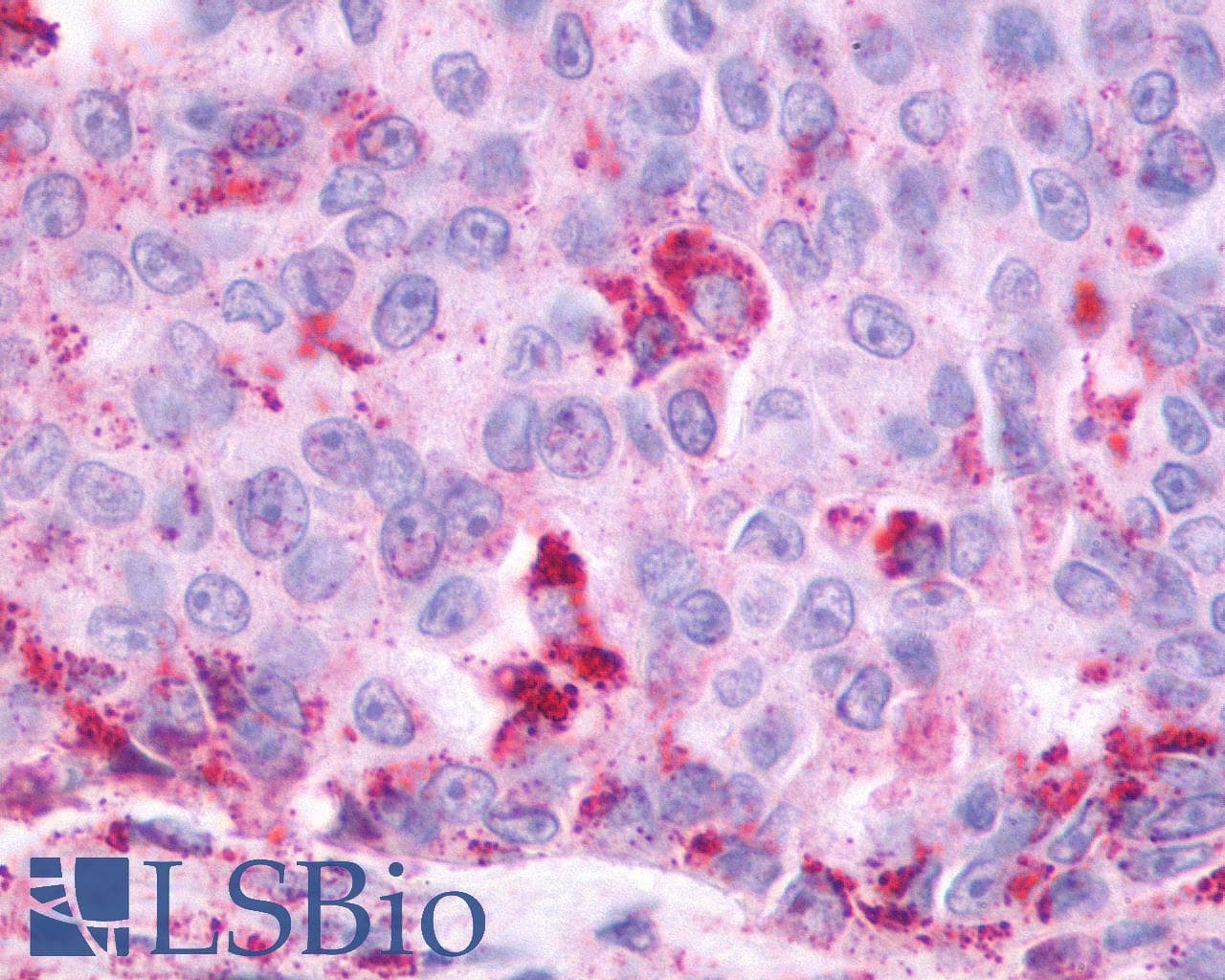 PathPlus™ OXER1 Antibody (C-Terminus)