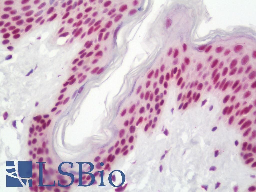 IHC-plus™ Polyclonal Rabbit anti-Human AML1 / RUNX1 Antibody (aa242-291, IHC, WB)