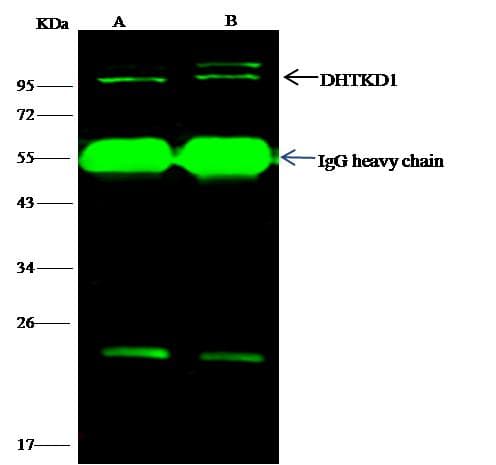 Polyclonal Rabbit anti-Human DHTKD1 Antibody (Preservative Free, WB)