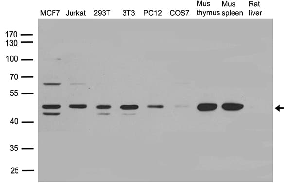 c-Src Kinase / CSK Antibody