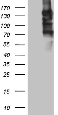 SEMA4D / Semaphorin 4D / CD100 Antibody (clone OTI6G1)