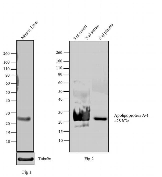 Monoclonal Mouse anti-Human APOA1 / Apolipoprotein A 1 Antibody (clone 311, IHC, IF)