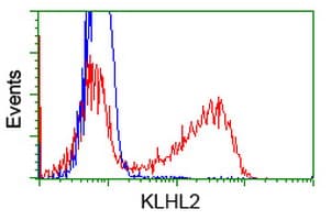KLHL2 / MAV Antibody (aa1-100, clone OTI3H9, Carrier-free)