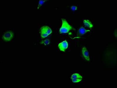 HTR4 / 5-HT4 Receptor Antibody