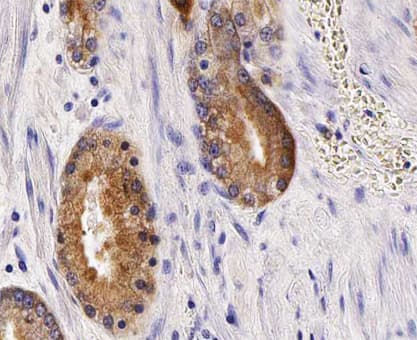 ANO7 / TMEM16G / NGEP Antibody