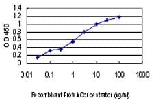 CDKL4 Antibody (clone 6G8)