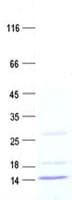 Human GHRH Protein (Recombinant His, N-Terminal)