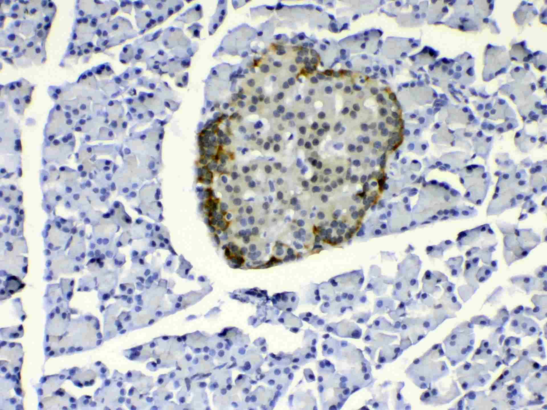 COPE Antibody