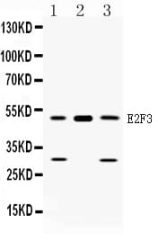 Polyclonal Rabbit anti-Human E2F3 Antibody (WB)