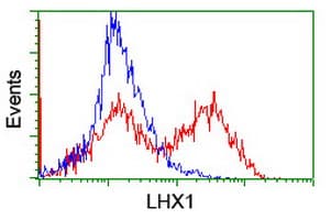 Monoclonal Mouse anti-Human LHX1 Antibody (clone OTI2D3, IHC, IF, WB)