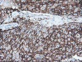 SRPRB Antibody (clone OTI1D9)