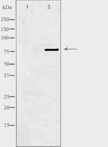 Polyclonal Rabbit anti-Human SNK / PLK2 Antibody (IF, WB)