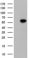 KLHL2 / MAV Antibody (clone OTI6D8)